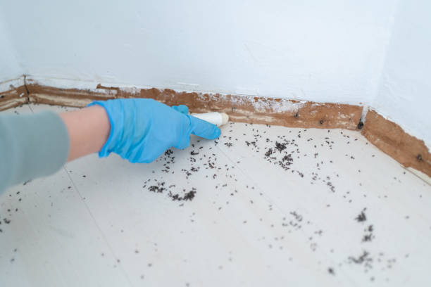 Professional Pest Control in Naples, FL